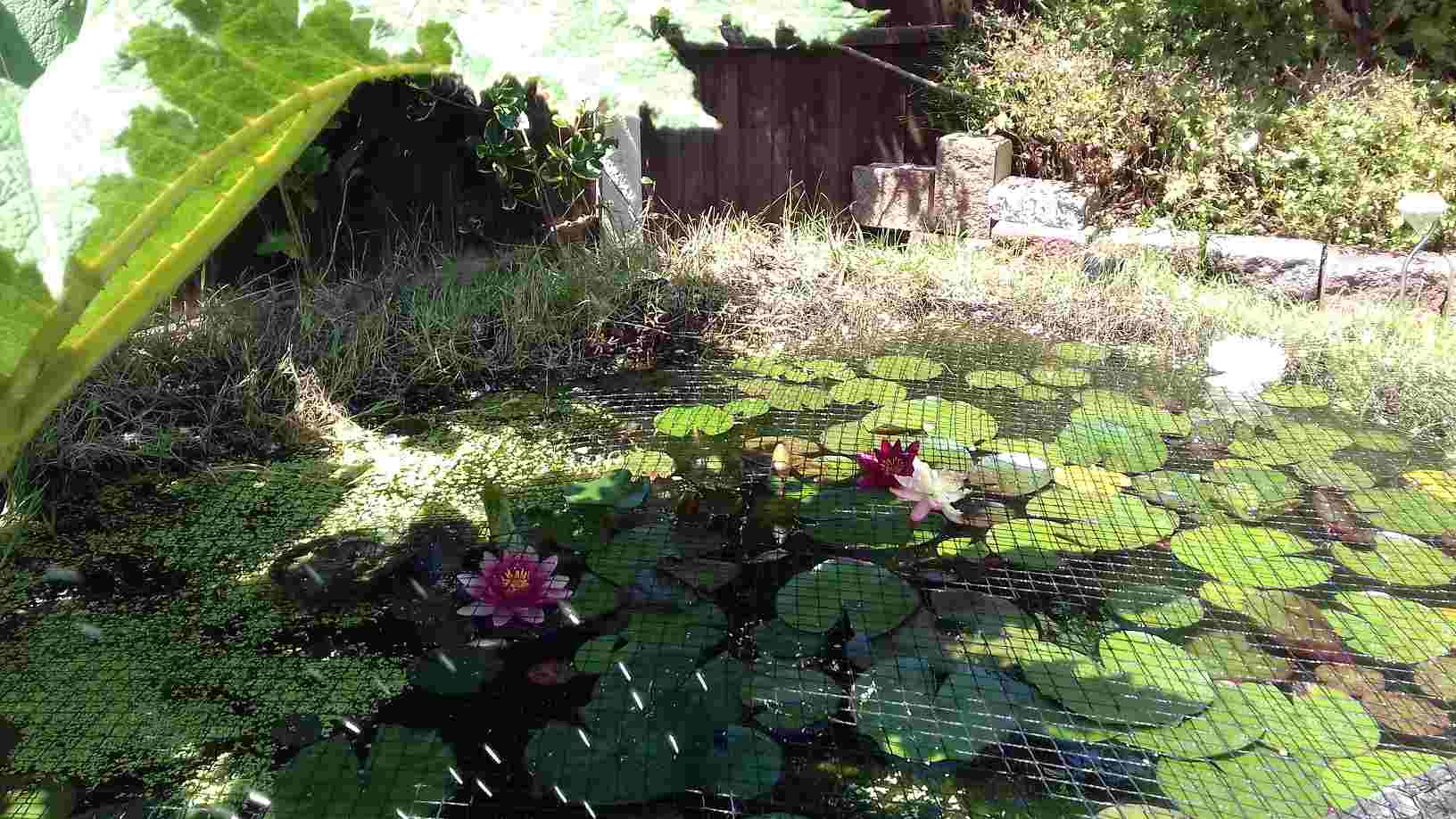 ImagesGarden/2018-07 Water lillies.jpg